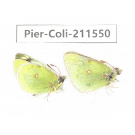 Colias montium ssp. China, Qinghai, Haixi, Dulan county, Mt.Buerhanbudashan. 2M. Pier-Coli-211550.