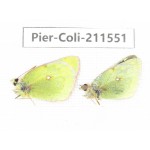 Colias montium ssp. China, Qinghai, Haixi, Dulan county, Mt.Buerhanbudashan. 2M. Pier-Coli-211551.