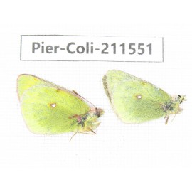 Colias montium ssp. China, Qinghai, Haixi, Dulan county, Mt.Buerhanbudashan. 2M. Pier-Coli-211551.
