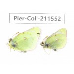 Colias montium ssp. China, Qinghai, Haixi, Dulan county, Mt.Buerhanbudashan. 2M. Pier-Coli-211552.