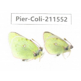 Colias montium ssp. China, Qinghai, Haixi, Dulan county, Mt.Buerhanbudashan. 2M. Pier-Coli-211552.