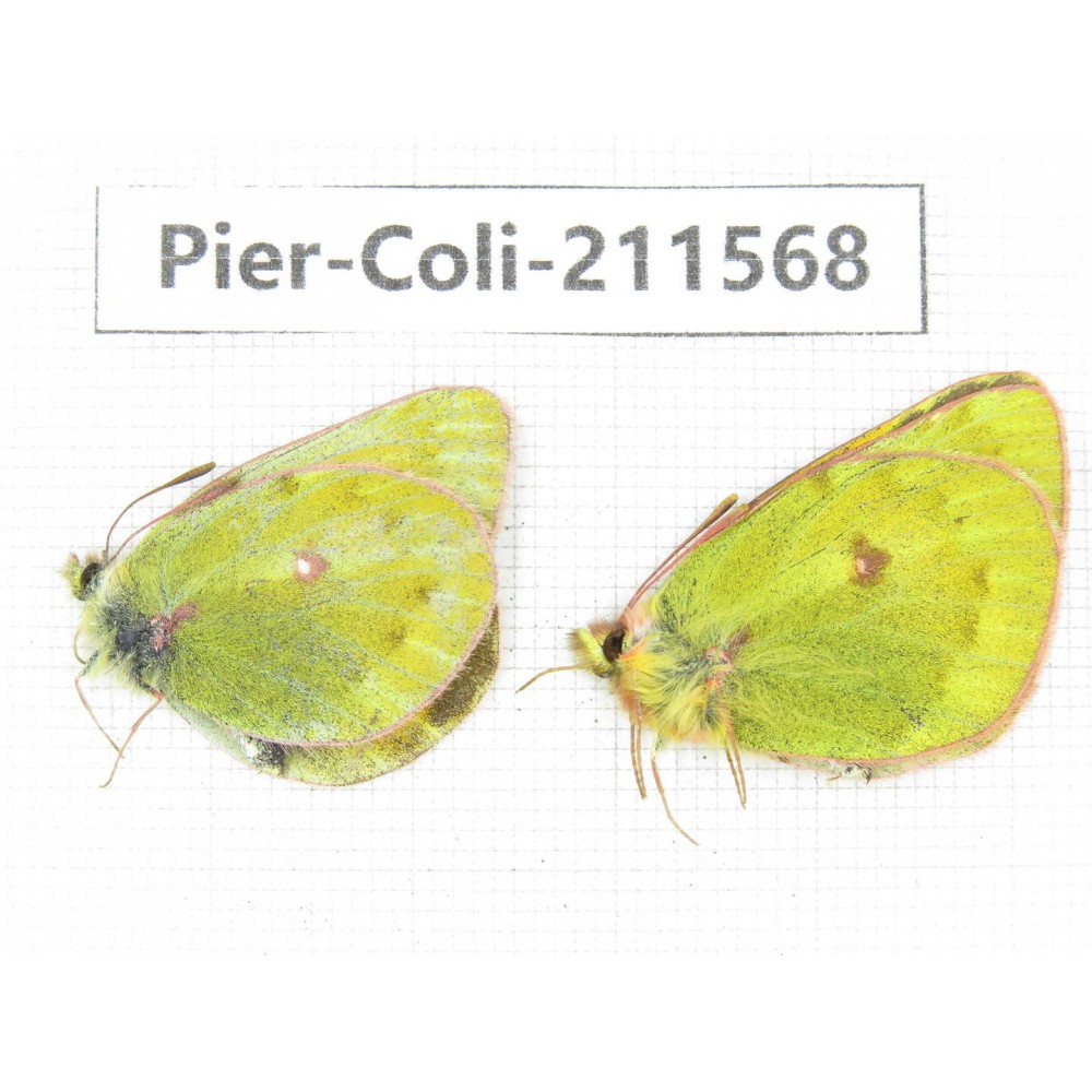 Colias arida ssp. China, Qinghai, Haixi, Dulan county, Mt.Buerhanbudashan. 2M. Pier-Coli-211568.