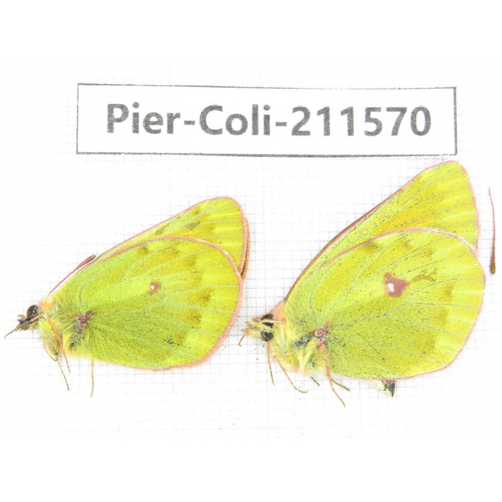 Colias arida ssp. China, Qinghai, Haixi, Dulan county, Mt.Buerhanbudashan. 2M. Pier-Coli-211570.