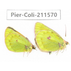 Colias arida ssp. China, Qinghai, Haixi, Dulan county, Mt.Buerhanbudashan. 2M. Pier-Coli-211570.