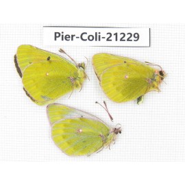 Colias arida cakana. China, Qinghai, Haixi, E of Delingha. 2M1F. Pier-Coli-21229.