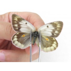 Colias arida cakana. China, Qinghai, Haixi, E of Delingha. 2M1F. Pier-Coli-21229.
