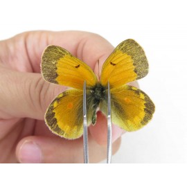 Colias arida cakana. China, Qinghai, Haixi, E of Delingha. 2M1F. Pier-Coli-21229.