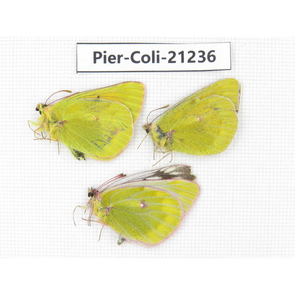 Colias arida cakana. China, Qinghai, Haixi, E of Delingha. 2M1F. Pier-Coli-21236.