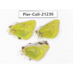 Colias arida cakana. China, Qinghai, Haixi, E of Delingha. 2M1F. Pier-Coli-21236.