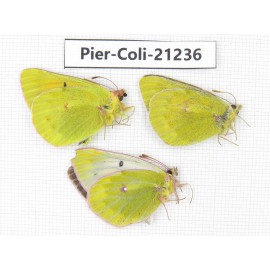 Colias arida cakana. China, Qinghai, Haixi, E of Delingha. 2M1F. Pier-Coli-21236.
