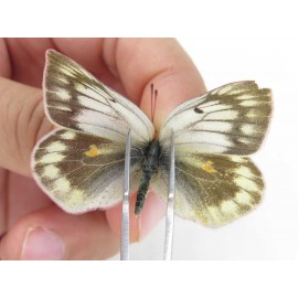 Colias arida cakana. China, Qinghai, Haixi, E of Delingha. 2M1F. Pier-Coli-21236.