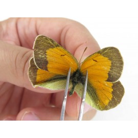 Colias arida cakana. China, Qinghai, Haixi, E of Delingha. 2M1F. Pier-Coli-21236.