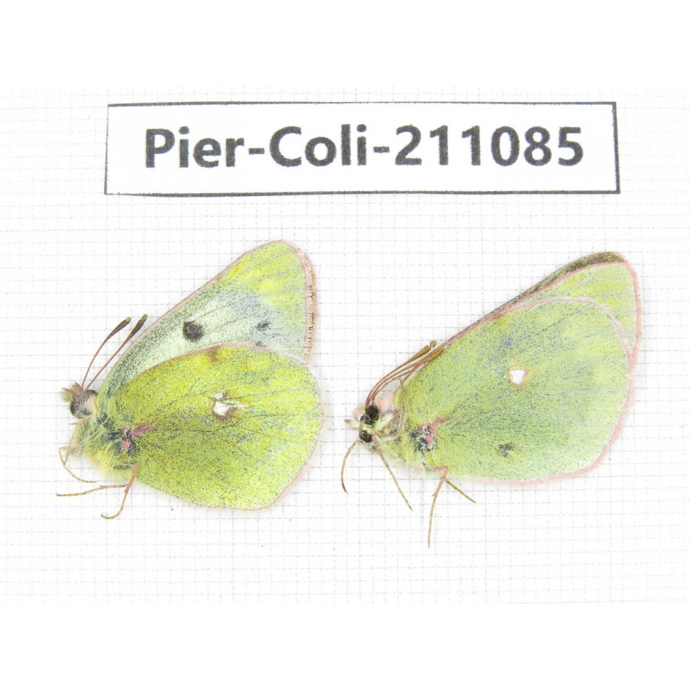 Colias montium ssp. China, Qinghai, Haixi, Tianjun county, Mt.Guanjiaoshan. 1P. Pier-Coli-211085.