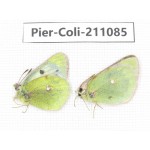 Colias montium ssp. China, Qinghai, Haixi, Tianjun county, Mt.Guanjiaoshan. 1P. Pier-Coli-211085.