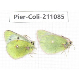 Colias montium ssp. China, Qinghai, Haixi, Tianjun county, Mt.Guanjiaoshan. 1P. Pier-Coli-211085.