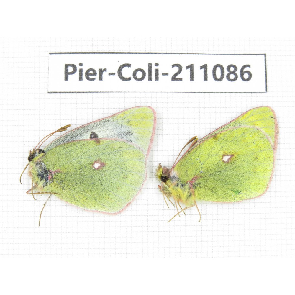 Colias montium ssp. China, Qinghai, Haixi, Tianjun county, Mt.Guanjiaoshan. 1P. Pier-Coli-211086.