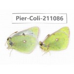 Colias montium ssp. China, Qinghai, Haixi, Tianjun county, Mt.Guanjiaoshan. 1P. Pier-Coli-211086.