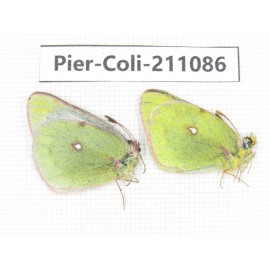 Colias montium ssp. China, Qinghai, Haixi, Tianjun county, Mt.Guanjiaoshan. 1P. Pier-Coli-211086.