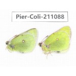 Colias montium ssp. China, Qinghai, Haixi, Tianjun county, Mt.Guanjiaoshan. 2M. Pier-Coli-211088.