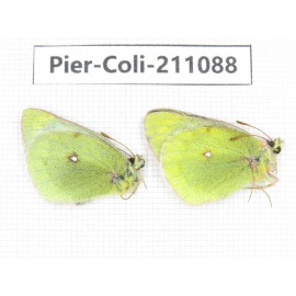 Colias montium ssp. China, Qinghai, Haixi, Tianjun county, Mt.Guanjiaoshan. 2M. Pier-Coli-211088.