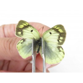 Colias montium ssp. China, Qinghai, Haixi, Tianjun county, Mt.Guanjiaoshan. 2M. Pier-Coli-211088.
