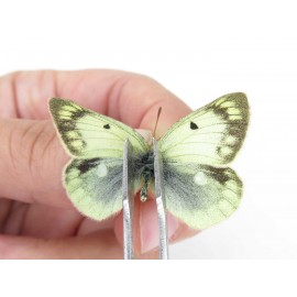 Colias montium ssp. China, Qinghai, Haixi, Tianjun county, Mt.Guanjiaoshan. 2M. Pier-Coli-211088.