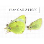 Colias montium ssp. China, Qinghai, Haixi, Tianjun county, Mt.Guanjiaoshan. 2M. Pier-Coli-211089.