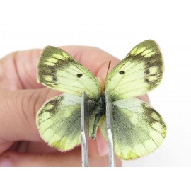 Colias montium ssp. China, Qinghai, Haixi, Tianjun county, Mt.Guanjiaoshan. 2M. Pier-Coli-211089.