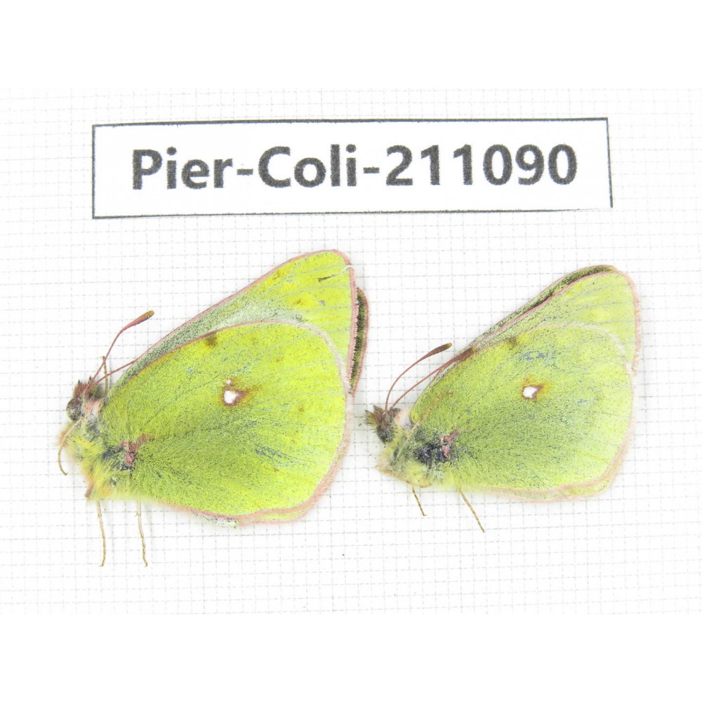 Colias montium ssp. China, Qinghai, Haixi, Tianjun county, Mt.Guanjiaoshan. 2M. Pier-Coli-211090.