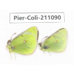 Colias montium ssp. China, Qinghai, Haixi, Tianjun county, Mt.Guanjiaoshan. 2M. Pier-Coli-211090.