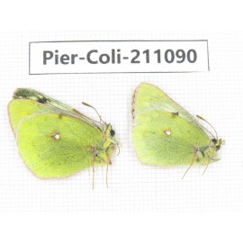 Colias montium ssp. China, Qinghai, Haixi, Tianjun county, Mt.Guanjiaoshan. 2M. Pier-Coli-211090.
