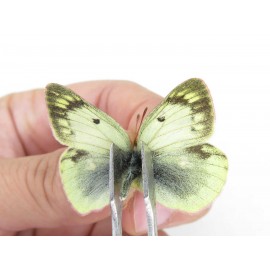 Colias montium ssp. China, Qinghai, Haixi, Tianjun county, Mt.Guanjiaoshan. 2M. Pier-Coli-211090.