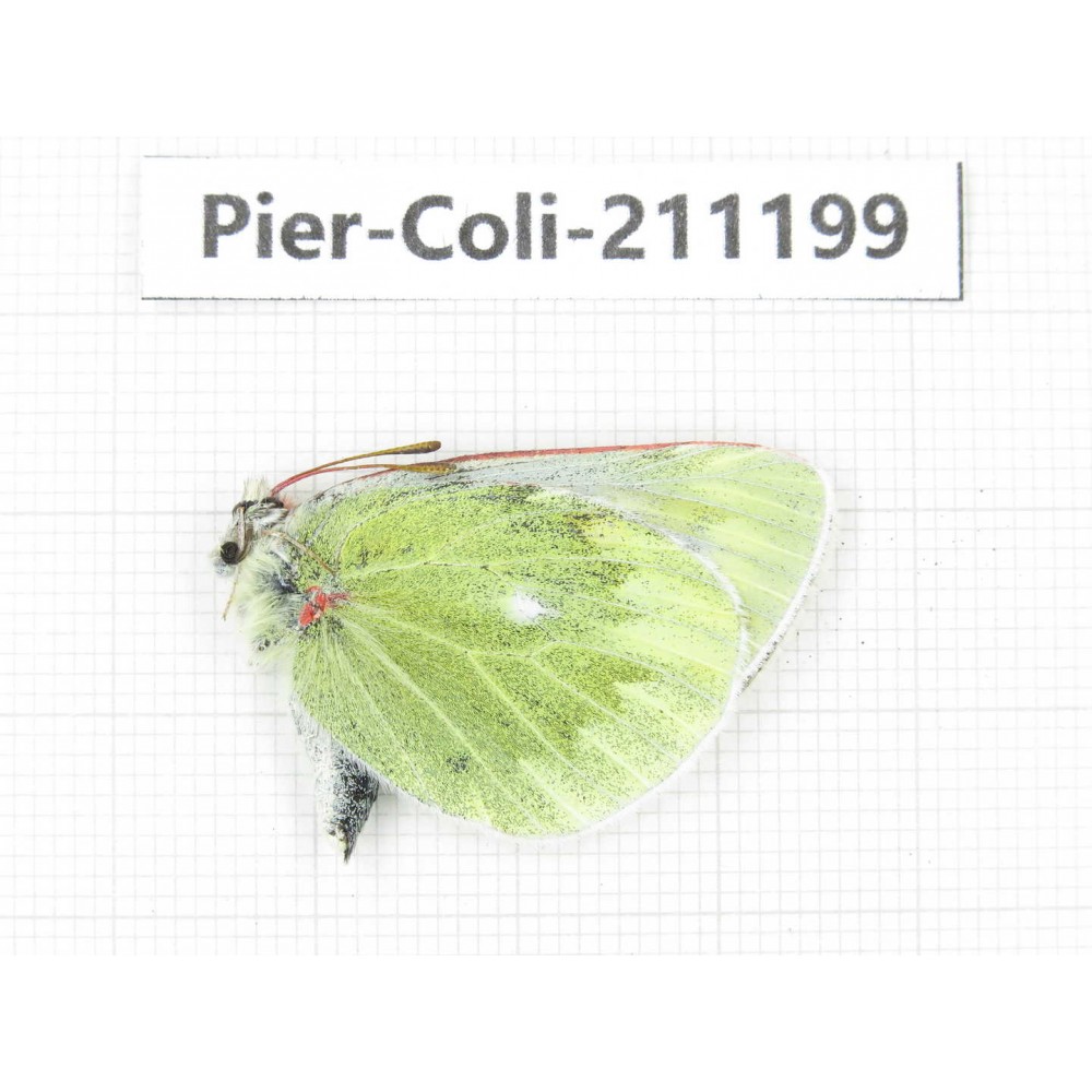 Colias nebulosa ssp. China, Qinghai, Haixi, Tianjun county, Mt.Guanjiaoshan. 1M. Pier-Coli-211199.