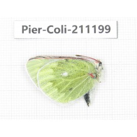 Colias nebulosa ssp. China, Qinghai, Haixi, Tianjun county, Mt.Guanjiaoshan. 1M. Pier-Coli-211199.