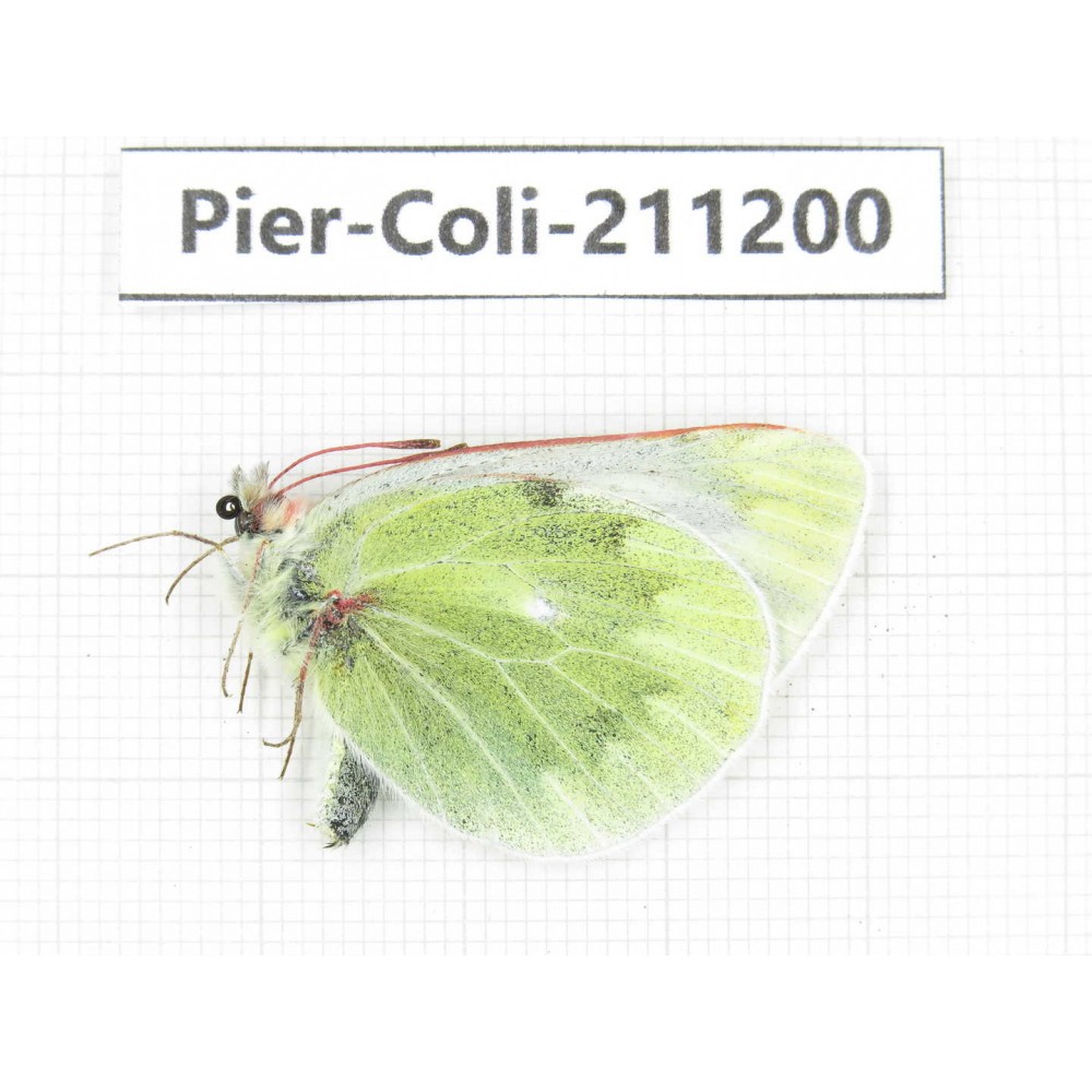 Colias nebulosa ssp. China, Qinghai, Haixi, Tianjun county, Mt.Guanjiaoshan. 1M. Pier-Coli-211200.