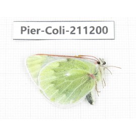 Colias nebulosa ssp. China, Qinghai, Haixi, Tianjun county, Mt.Guanjiaoshan. 1M. Pier-Coli-211200.