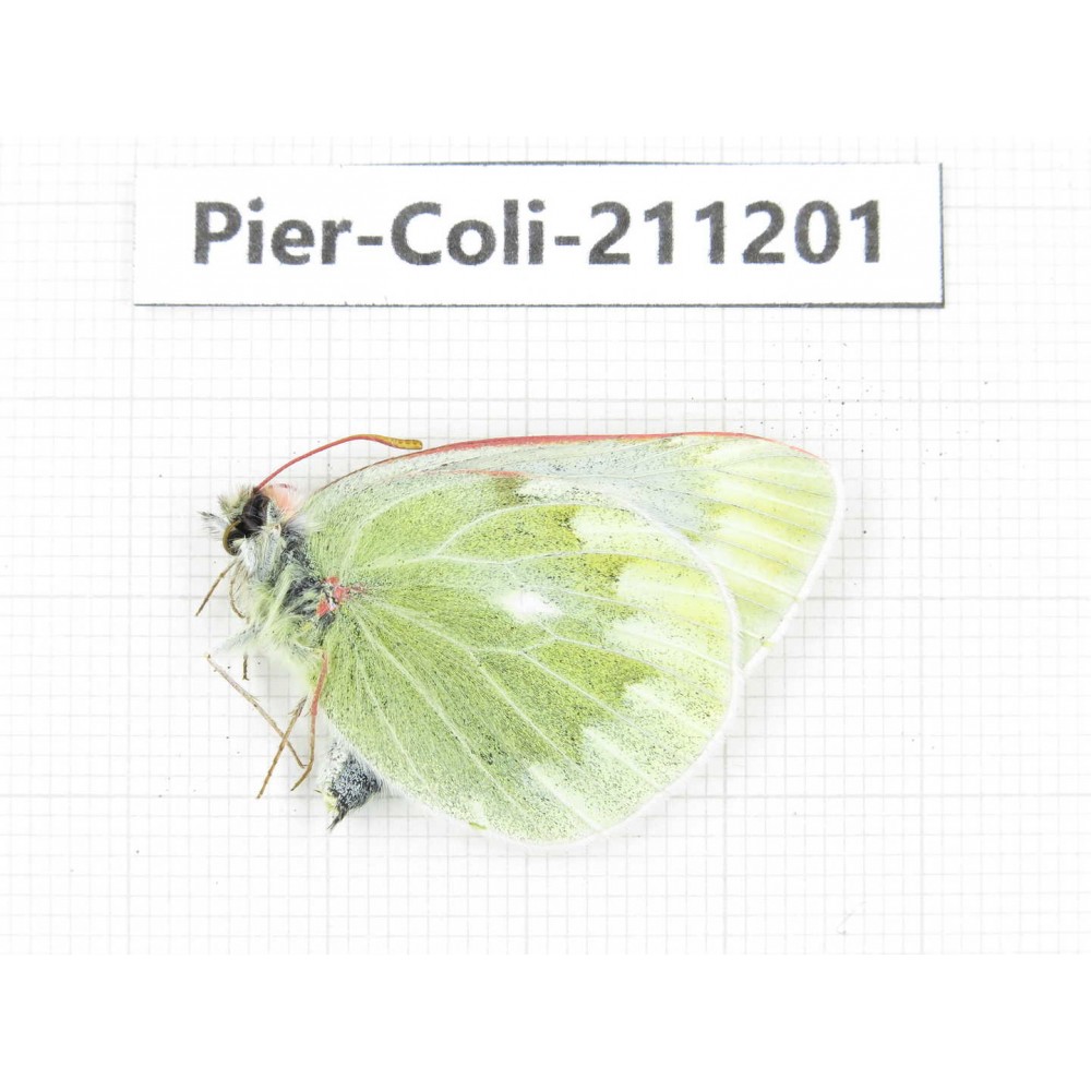 Colias nebulosa ssp. China, Qinghai, Haixi, Tianjun county, Mt.Guanjiaoshan. 1M. Pier-Coli-211201.