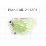 Colias nebulosa ssp. China, Qinghai, Haixi, Tianjun county, Mt.Guanjiaoshan. 1M. Pier-Coli-211201.