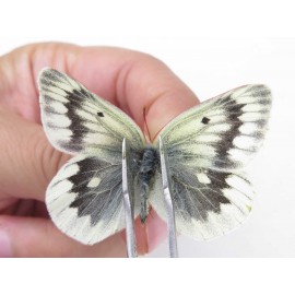 Colias nebulosa ssp. China, Qinghai, Haixi, Tianjun county, Mt.Guanjiaoshan. 1M. Pier-Coli-211201.
