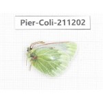 Colias nebulosa ssp. China, Qinghai, Haixi, Tianjun county, Mt.Guanjiaoshan. 1M. Pier-Coli-211202.