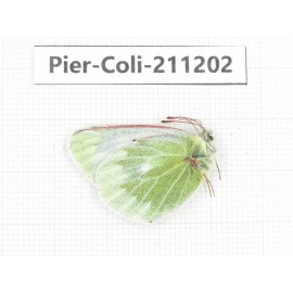 Colias nebulosa ssp. China, Qinghai, Haixi, Tianjun county, Mt.Guanjiaoshan. 1M. Pier-Coli-211202.