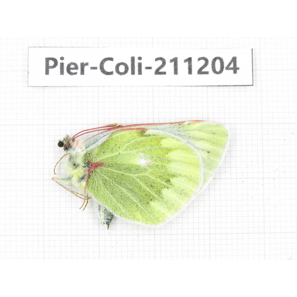 Colias nebulosa ssp. China, Qinghai, Haixi, Tianjun county, Mt.Guanjiaoshan. 1M. Pier-Coli-211204.