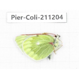 Colias nebulosa ssp. China, Qinghai, Haixi, Tianjun county, Mt.Guanjiaoshan. 1M. Pier-Coli-211204.