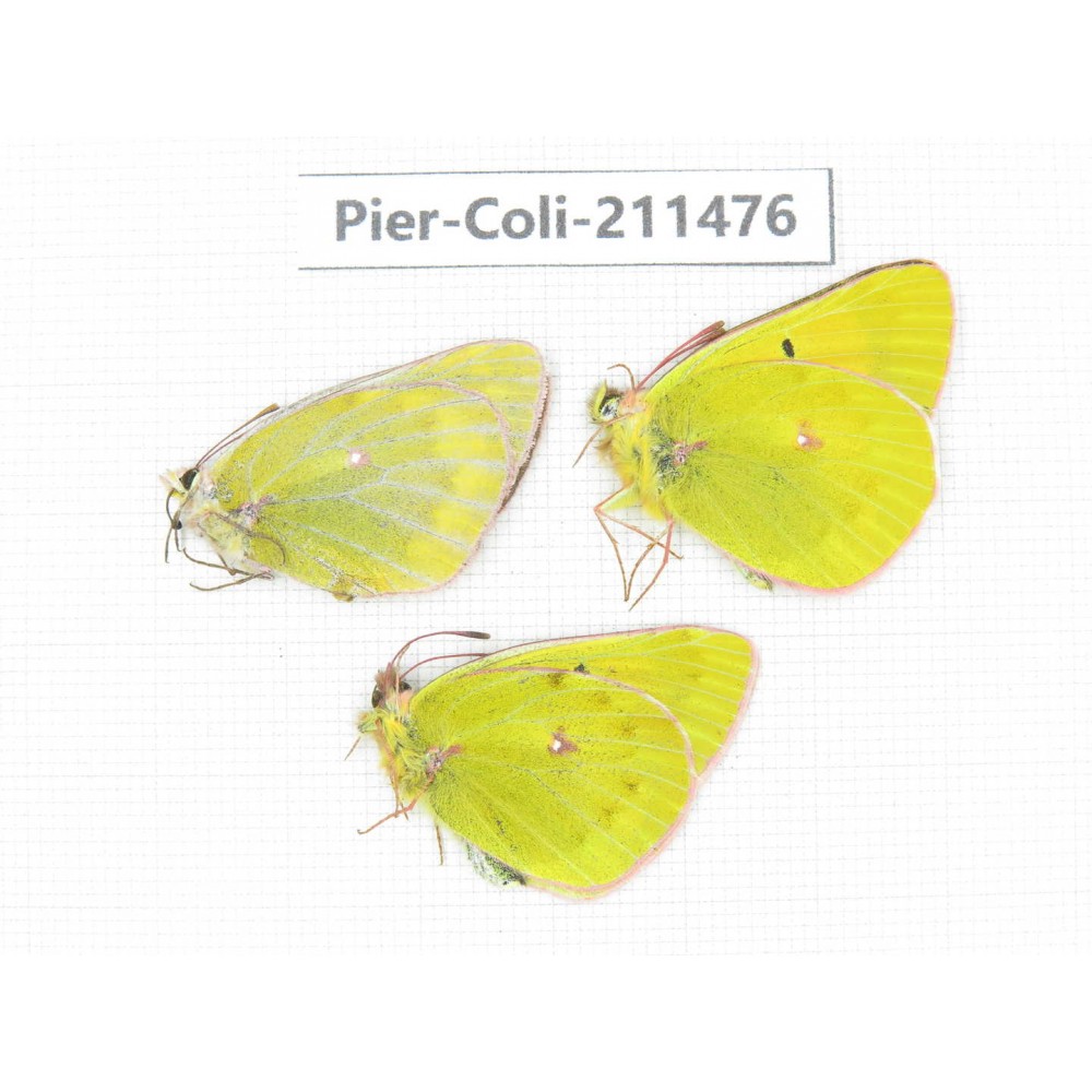 Colias arida cakana. China, Qinghai, Haixi, Tianjun county, Mt.Guanjiaoshan. 2M1F. Pier-Coli-211476.