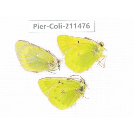 Colias arida cakana. China, Qinghai, Haixi, Tianjun county, Mt.Guanjiaoshan. 2M1F. Pier-Coli-211476.