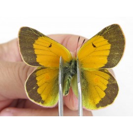 Colias arida cakana. China, Qinghai, Haixi, Tianjun county, Mt.Guanjiaoshan. 2M1F. Pier-Coli-211476.