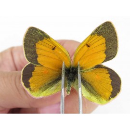 Colias arida cakana. China, Qinghai, Haixi, Tianjun county, Mt.Guanjiaoshan. 2M1F. Pier-Coli-211476.