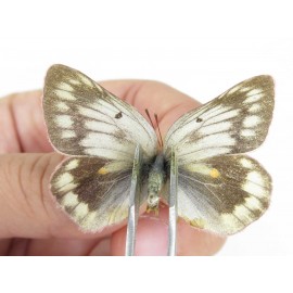 Colias arida cakana. China, Qinghai, Haixi, Tianjun county, Mt.Guanjiaoshan. 2M1F. Pier-Coli-211476.