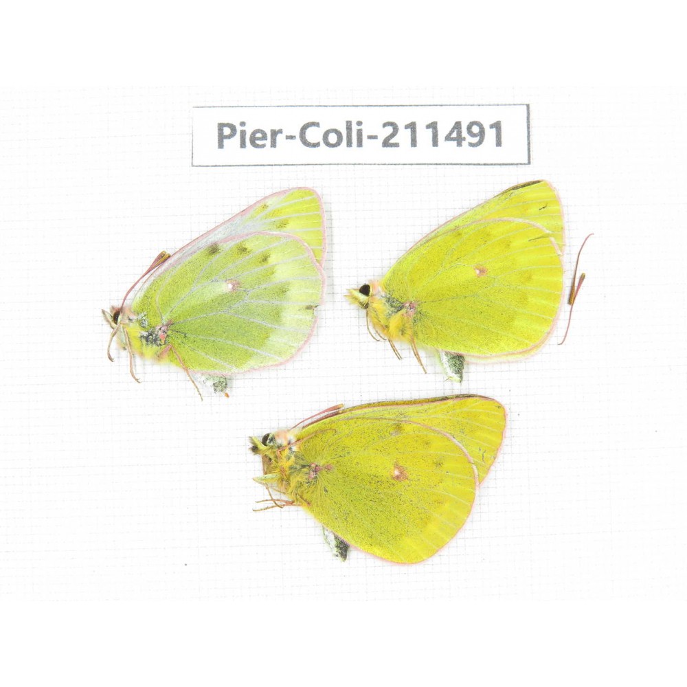 Colias arida cakana. China, Qinghai, Haixi, Tianjun county, Mt.Guanjiaoshan. 2M1F. Pier-Coli-211491.