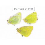 Colias arida cakana. China, Qinghai, Haixi, Tianjun county, Mt.Guanjiaoshan. 2M1F. Pier-Coli-211491.
